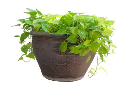 Golden Pothos is a versatile plant in a Flowerpot ,isolated on white background,with clipping path, for park or garden decorative