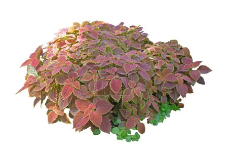 Coleus Trusty Rusty bush isolated on white background, clipping path included