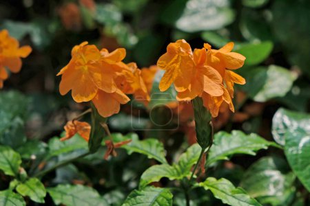 Crossandra infundibuliformis orange flower, orange Flower Tropical Flower.