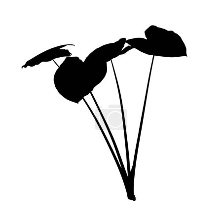 Téléchargez les illustrations : Silhouette d'Alocasia longiloba isolée sur fond blanc. Illustration vectorielle - en licence libre de droit