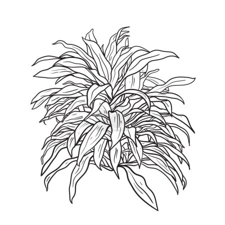 Illustration for Vector illustration. plant hand-drawn style. Dracaena Limelight on white background for different design - Royalty Free Image