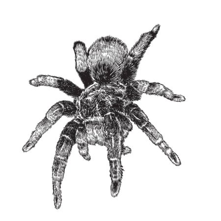 Téléchargez les illustrations : Vector hand drawn realistic tarantula spider. Ink drawing isolated on white background - en licence libre de droit