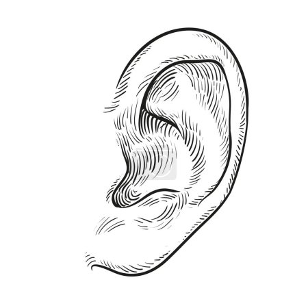 Handgezeichnetes Ohr isoliert auf weißem Hintergrund. Vektorillustration.