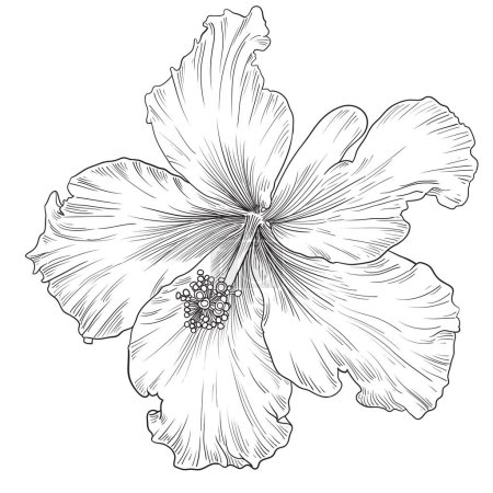 Ilustración de Hand drawing and sketch with Hibiscus flower. Black and white line art illustration. - Vector - Imagen libre de derechos