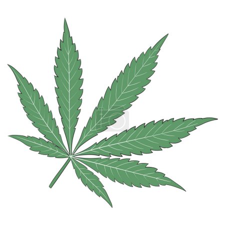 Cannabis Marijuana Leaf on White Background Vector Illustration