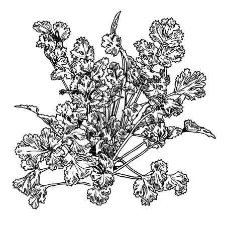  Épice à herbes vertes coriandre, illustration vectorielle de croquis. Imitation de style scratch board. Image dessinée à la main.