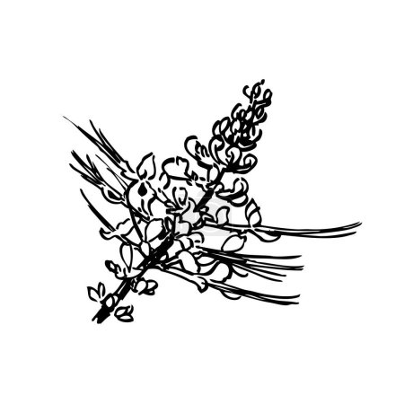 Téléchargez les illustrations : Thé Java (Orthosiphon stamineus), plante médicinale. Illustration vectorielle dessinée main - en licence libre de droit