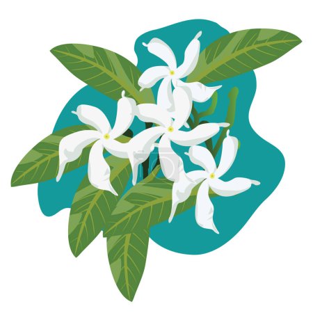 Illustration for Jasminum sambac - Arabian jasmine Outline. Vector Illustration. isolated on White Background. - Royalty Free Image