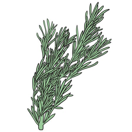 Rosemary herb. Natural and delicious food ingredient for cooking.  Health life and vegetarian concept. Hand drawn vector illustration.