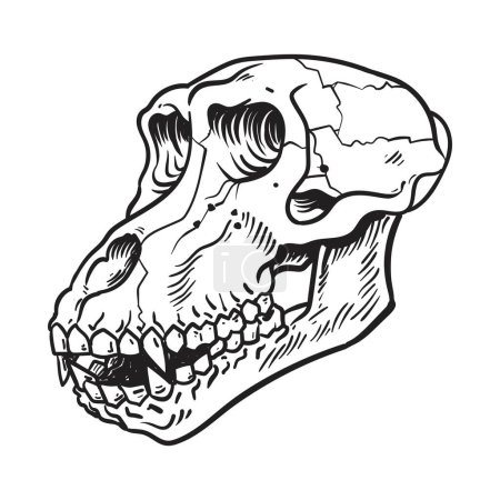 Ilustración de Baboon Skull boceto dibujado a mano aislado sobre fondo blanco. ilustración vectorial - Imagen libre de derechos