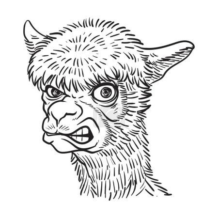 Ilustración de Enojado alpaca o cabeza de llama ilustración vectorial en blanco y negro. - Imagen libre de derechos