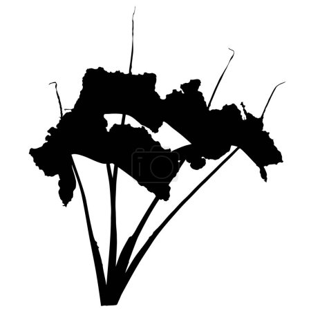 Téléchargez les illustrations : Silhouette noire plante tropicale Alocasia Stingray, isolée sur fond blanc, Illustration vectorielle - en licence libre de droit