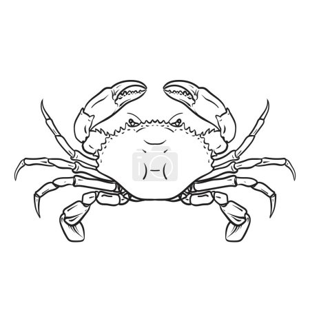 Téléchargez les illustrations : Dessin de crabe sur fond blanc, illustration vectorielle. - en licence libre de droit