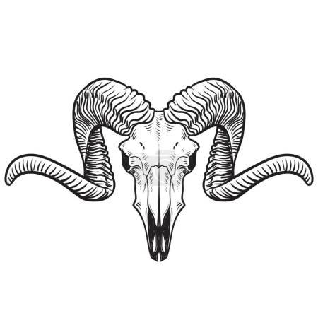Illustration with goat skull. Hand drawn. Vector