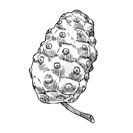 Ilustración de Noni fruta mano dibujada. ilustración de noni aislado sobre un fondo blanco. fruta contiene beneficios, .vector Ilustración - Imagen libre de derechos