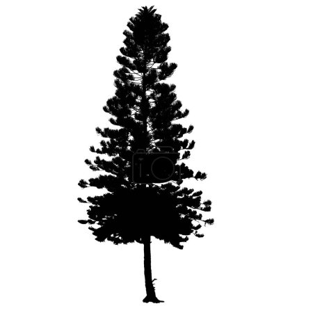Illustration for Norfolk pine silhouette. Vector illustration. Forest concept. - Royalty Free Image