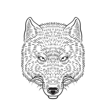 Téléchargez les illustrations : Tête de renard tibétain - dessin graphique en contour noir sur fond blanc,. Illustration vectorielle noir et blanc - en licence libre de droit