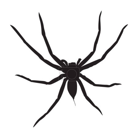 Vector silhouette of spider isolated on white background.