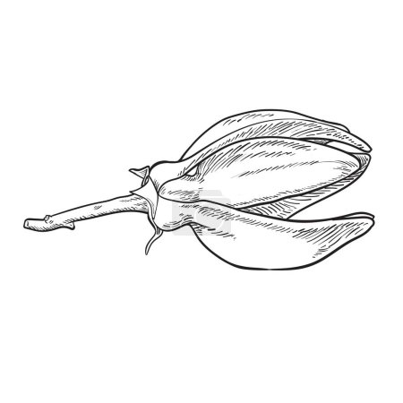 Ilang ilang sketch. Ylang ylang vector illustration. Ylang-ylang (Cananga)