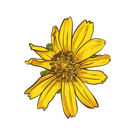 Dibujo fruncido de margarita de Singapur, Flor amarilla sobre blanco, ilustración vectorial.