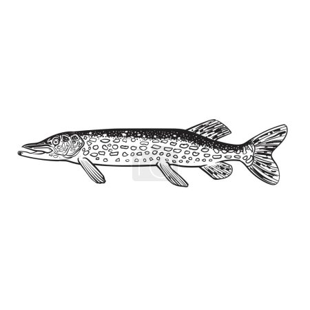 Grand brochet (Esox lucius) dessiné à la main, noir et blanc. Croquis vectoriel d'un poisson isolé sur fond blanc.