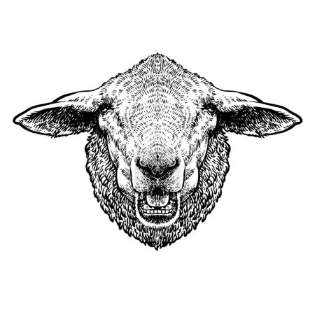 Téléchargez les illustrations : Mignon mouton ou agneau tête gravure illustration vectorielle de style. - en licence libre de droit