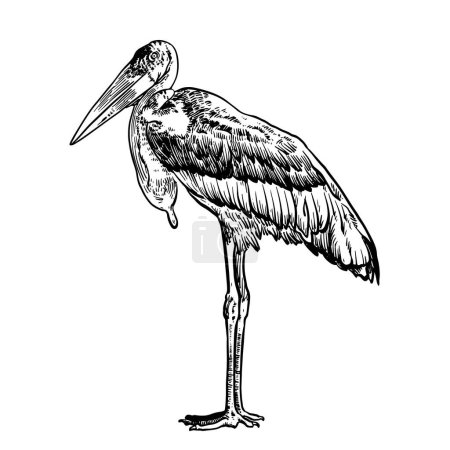 Marabou stork, black hand drawn sketch of exotic bird. Vector wildlife illustration