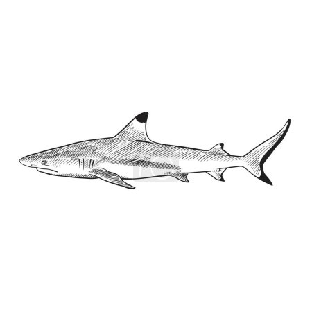 Téléchargez les illustrations : Black and white blacktip reef shark ,Hand drawn vector illustration. - en licence libre de droit