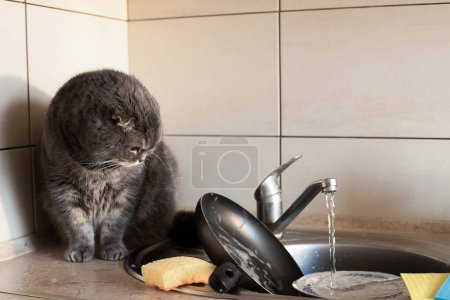 Foto de Un escocés orejudo lava platos en la cocina. La parcela se trata de tareas diarias, limpieza en la cocina y mascotas. - Imagen libre de derechos