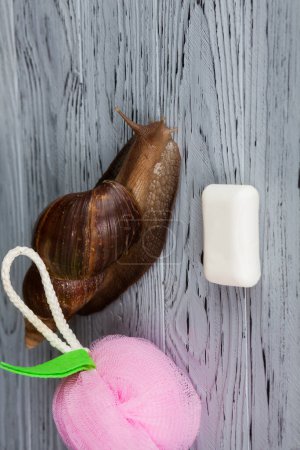 Large Achatina snail for cosmetic and medical procedures for skin regeneration, rejuvenation, washcloth and soap, on a wooden background. Image for beauty and cosmetology salons.