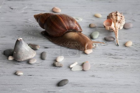 Adult Achatina snail for cosmetic and medical procedures for skin regeneration, rejuvenation, shell and sea pebbles, on a wooden textured background. Image for beauty and cosmetology salons.