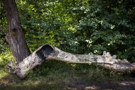 Árbol viejo texturizado caído en un área boscosa. Imagen de fondo sobre la naturaleza para su diseño creativo o ilustraciones.