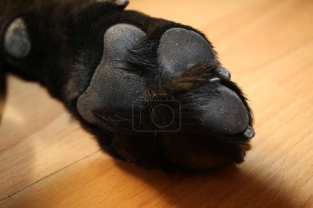 Labrador-Welpenpfote. Black Doggy Makrofotografie. Tierische Körperteile. Hundebein aus nächster Nähe. Niedliches Haustier Foto. Hund im Atelier. Hund im gelben Hintergrund.
