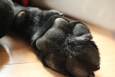 Téléchargez les photos : Patte de chiot du Labrador. Macro-photographie chien noir. Partie du corps animal. Gros plan sur la jambe du chien. Jolie photo d'animal. Canine en studio. Canin dans le fond jaune. - en image libre de droit