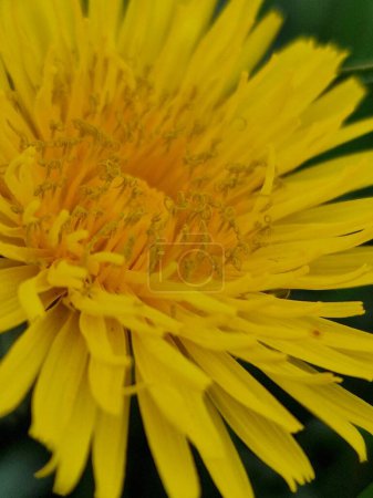 Dandelion blossom close-up.  Greenery in the background. Grass blades. Bicolour photos. Minimalistic approach.  Spring scene.  Pollen and honey bees. Yellow flower head and petals. Herbaceous plant.