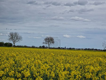 Agricultural land. Rapeseed field. Herbaceous plant. Yellow blossoms. Fragrance flowers. Rich of pollen. Honey bee pollination. Tree silhouettes. Spring scene. Lush canopy. Green grass. Rural life.