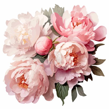 Flores de peonías rosadas aisladas sobre fondo blanco. Ilustración vectorial.