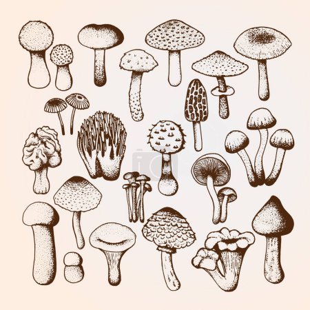 Ilustración de Boceto vectorial con setas. Muchos hongos diferentes dibujados en estilo garabato. - Imagen libre de derechos