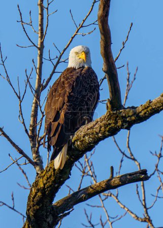 Female Bald Eagle sitting in a leafless tree with a clear blue sky in the background