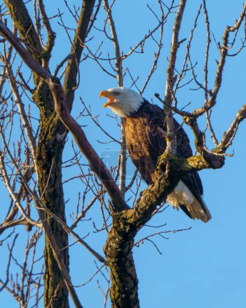 Female Bald Eagle sitting in a leafless tree, calling out to her mate, with a clear blue sky in the background