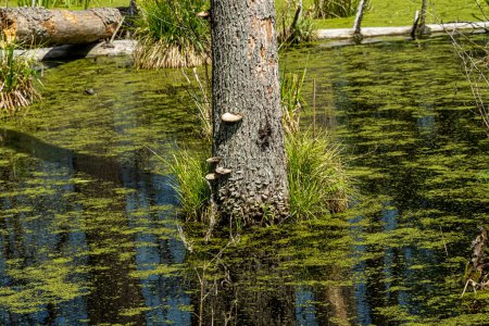 Foto de Paisaje primaveral del pantano en el bosque.Vista del lago del bosque verde.Berro creciendo en agua verde en el pantano en el bosque de Knyszyn. - Imagen libre de derechos