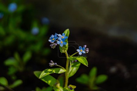 Photo for Myosotis sylvatica a plant in the borage family. - Royalty Free Image