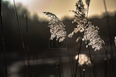 Téléchargez les photos : Roseau séché Phragmites australis au printemps sous la lumière du soleil couchant à Podlasie, Pologne. - en image libre de droit