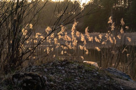 Téléchargez les photos : Roseau séché Phragmites australis au printemps sous la lumière du soleil couchant à Podlasie, Pologne. - en image libre de droit