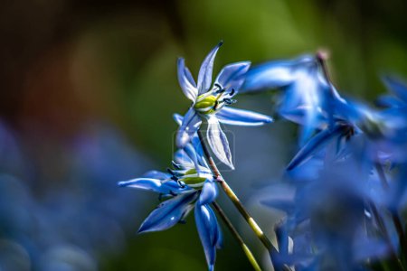 Scilla siberica-siberian onion ,a bulbous perennial blooms from march to april.