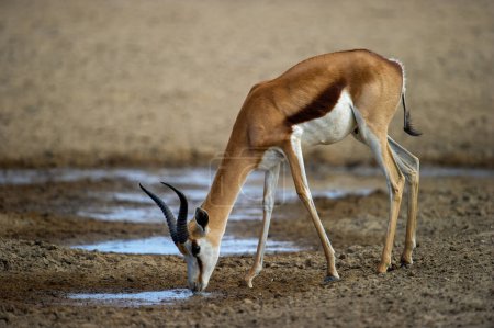 Foto de Springbok (Antidorcas marsupialis) Parque Transfronterizo de Kgalagadi, Sudáfrica - Imagen libre de derechos