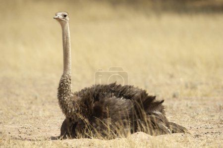 Téléchargez les photos : Autruche commune (Struthio camelus) Kgalagadi Transborder Park, Afrique du Sud - en image libre de droit