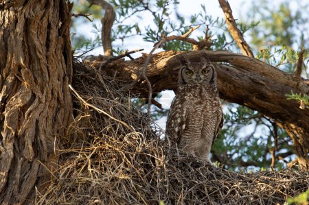 Spotted Eagle-Owl ( Bubo africanus) Kgalagadi Transfrontier Park, South Africa