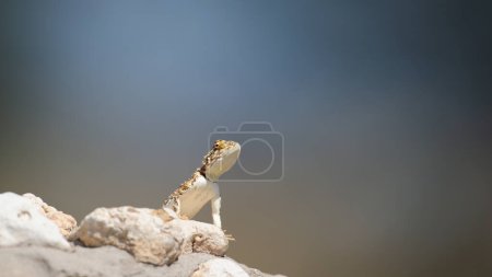 Téléchargez les photos : Ground Agama (Agama aculeata) Kgalagadi Transborder Park, Afrique du Sud - en image libre de droit