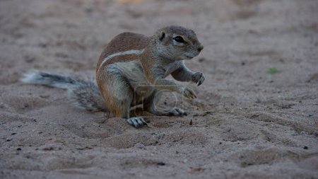 Téléchargez les photos : Écureuil terrestre (Xerus inauris) Kgalagadi Transborder Park, Afrique du Sud - en image libre de droit